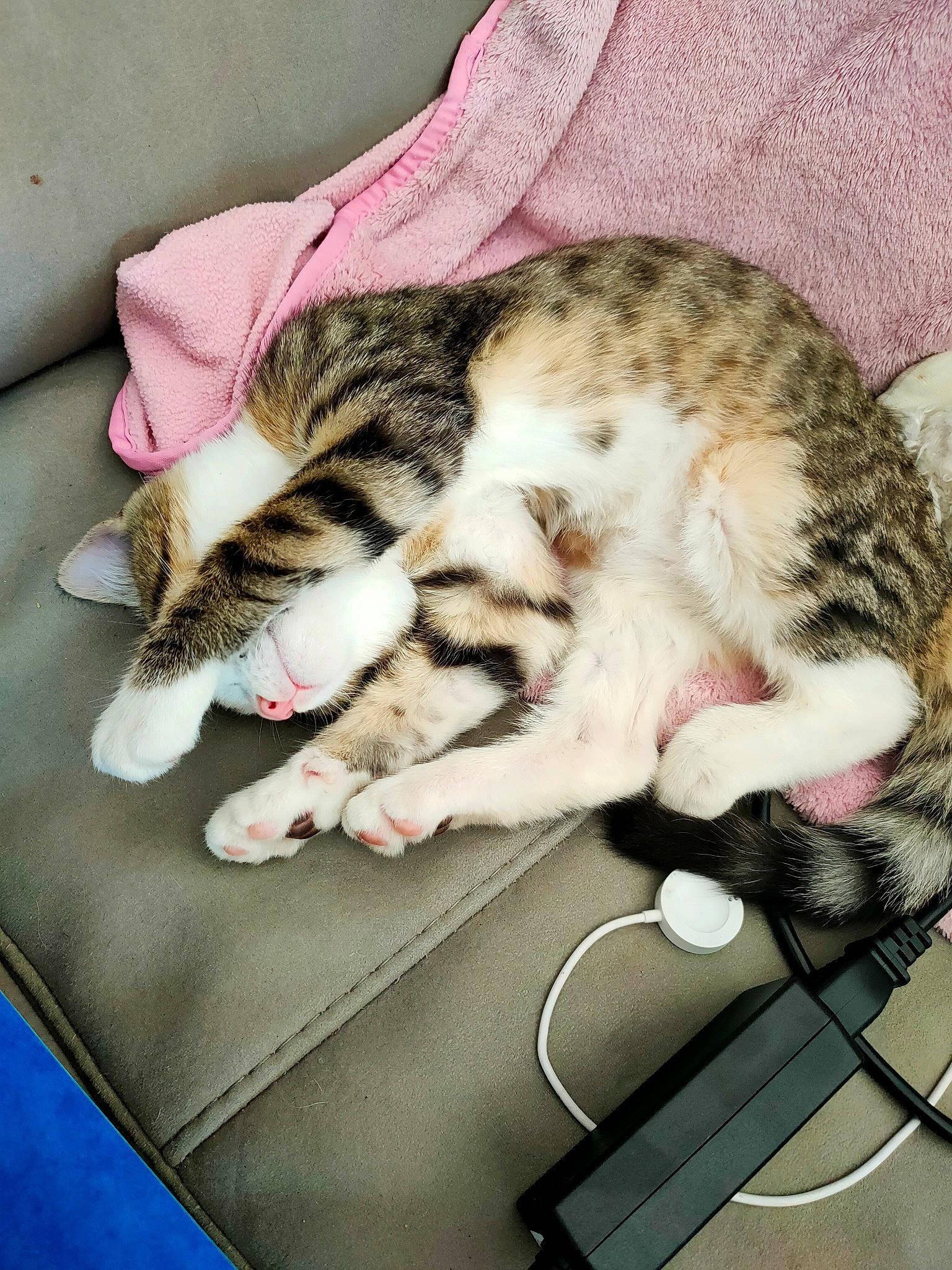 Sun a rejoint le concours — aidez-le/la à gagner de superbes lots ! carnivore, cat, claw, comfort, domestic_short_haired_cat, felidae, fur, linens, luggage_and_bags, metal, mouse, nap, paw, sleep, small_to_medium_sized_cats, snout, tail, textile, vertebrate, whiskers