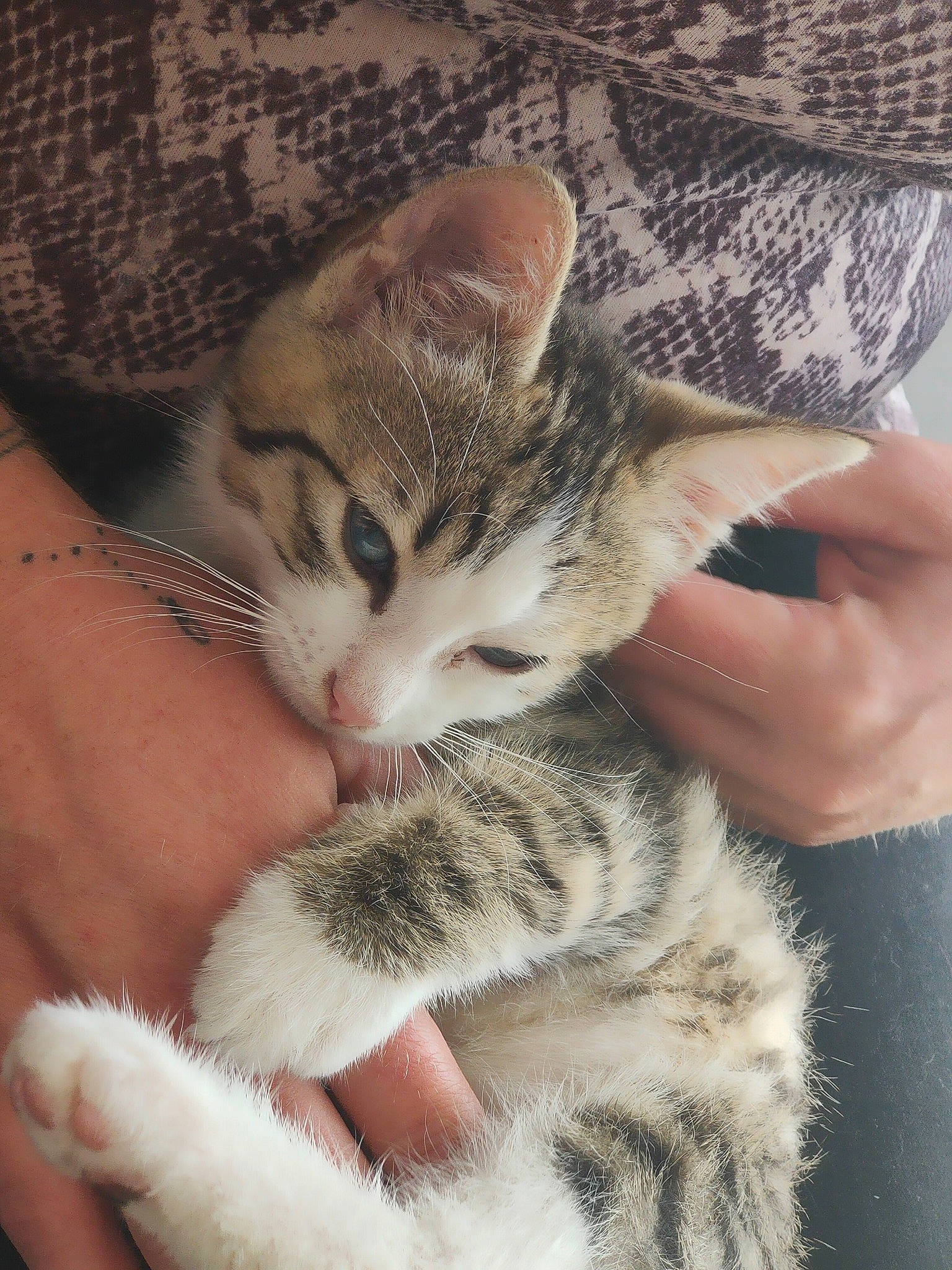 Sun a rejoint le concours — aidez-le/la à gagner de superbes lots ! carnivore, cat, claw, comfort, domestic_short_haired_cat, fawn, felidae, finger, fur, gesture, hand, nail, pattern, paw, skin, small_to_medium_sized_cats, snout, terrestrial_animal, thumb, whiskers