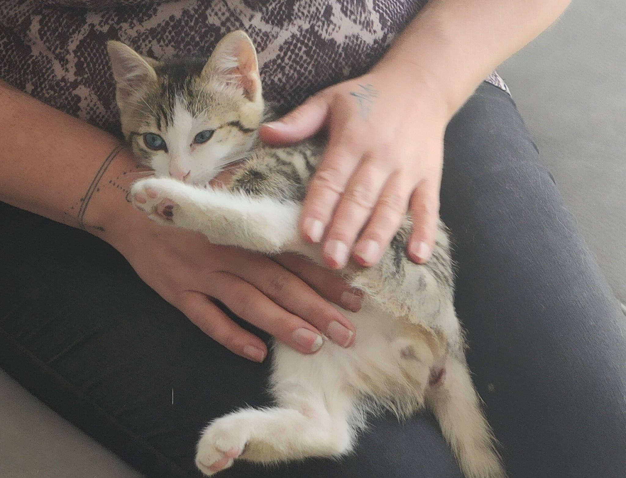 Sun a rejoint le concours — aidez-le/la à gagner de superbes lots ! carnivore, cat, claw, comfort, domestic_short_haired_cat, fawn, felidae, finger, foot, fur, gesture, hand, human_leg, lap, nail, paw, small_to_medium_sized_cats, tail, toe, whiskers