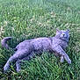 cat, gray_cat, grass, lawn, outdoor, pet, animal, relaxed, sleeping, nature, feline, cute, fluffy, daylight, mammal, happy, resting, peaceful, summer, closeup