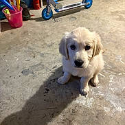 Bonny a rejoint le concours — aidez-le/la à gagner de superbes lots ! animal, cleaning_tools, concrete_floor, cute, dog, domestic, floor, garage, golden_retriever, household_items, indoor, pet, plastic_bottles, puppy, scooter, shadow, sitting, storage, toy, young_dog