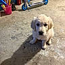 animal, cleaning_tools, concrete_floor, cute, dog, domestic, floor, garage, golden_retriever, household_items, indoor, pet, plastic_bottles, puppy, scooter, shadow, sitting, storage, toy, young_dog