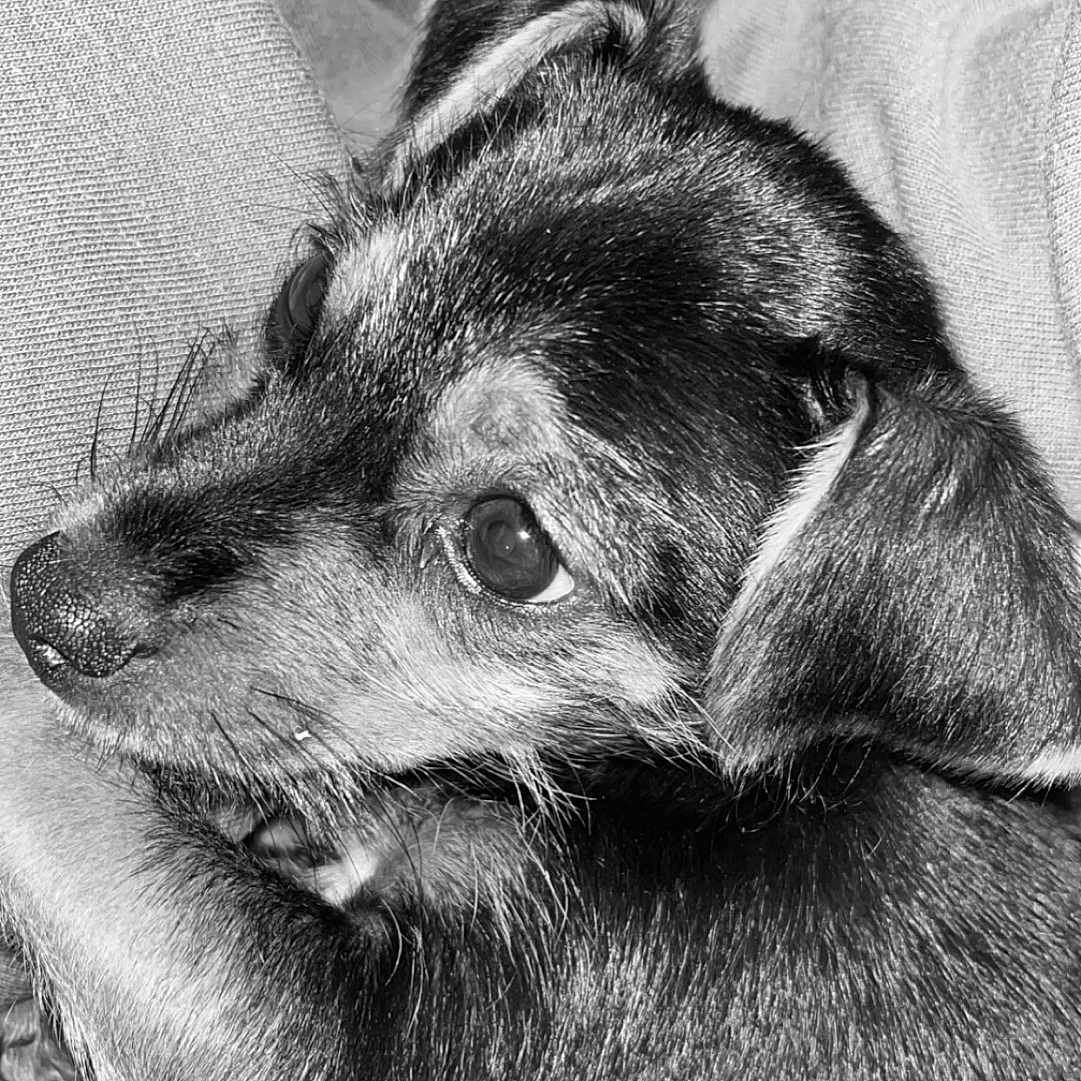 Vicky a rejoint le concours — aidez-le/la à gagner de superbes lots ! animal, beagle, canine, chihuahua, cockerspaniel, couch, dog, face, furniture, germanshepherd, head, hound, husky, person, pet, photography, portrait, puppy, sleeping, terrier