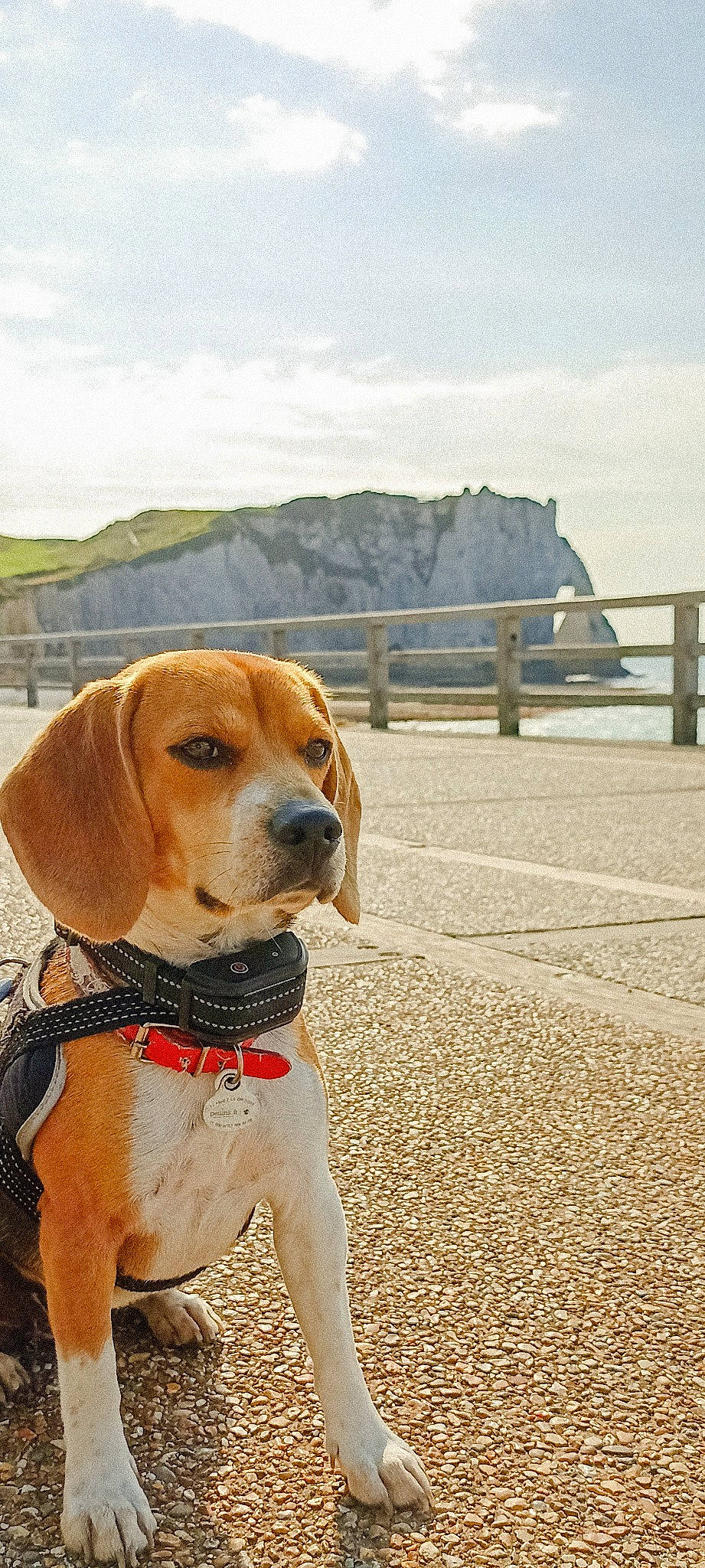 Roxie participe au concours pour gagner de l'argent avec cette photo : canidae, carnivore, cloud, collar, companion_dog, dog, dog_breed, dog_collar, dog_supply, fawn, fence, hound, leash, mountain, pet_supply, road_surface, sky, snout, sporting_group, working_animal