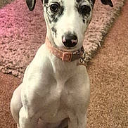 Mabel is registered to the contest to win money with this photo: puppy, dog, indoor, carpet, collar, pet, animal, cute, sitting, looking, ears, floor, furniture, pink, light, spot, young, curious, domestic, companion