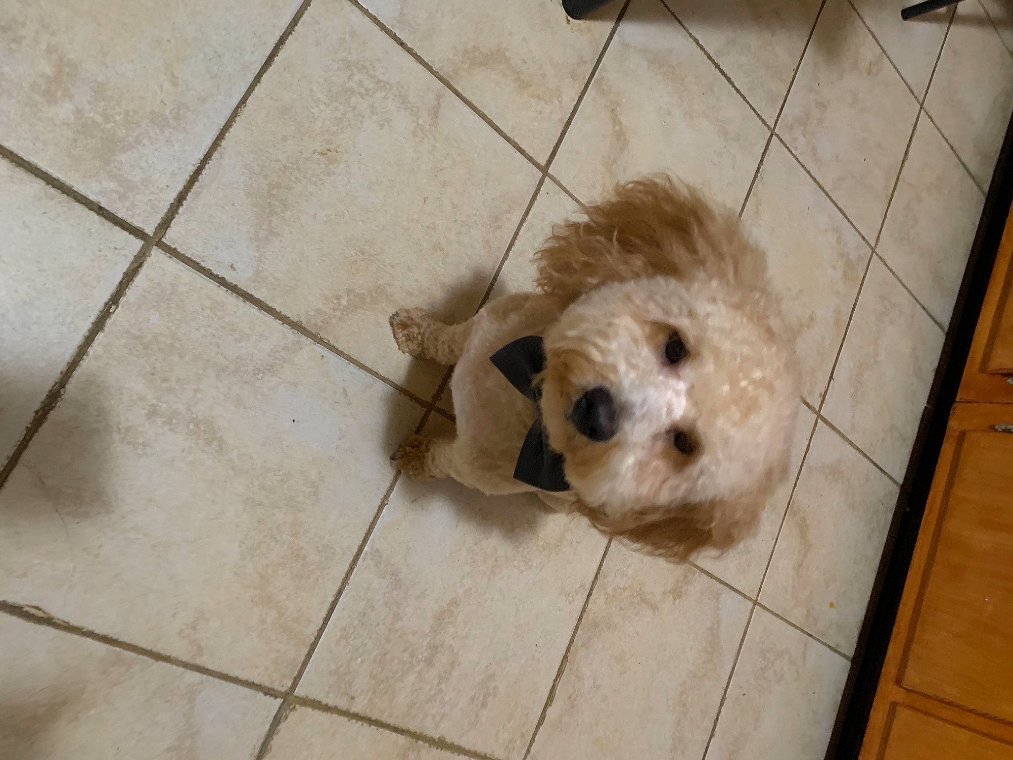 Benjamin joined the competition — help win amazing prizes! ball, carnivore, companion_dog, dog, dog_breed, dog_supply, fawn, floor, flooring, fur, hardwood, pet_supply, terrestrial_animal, terrier, tile, tile_flooring, toy_dog, whiskers, wood, working_animal