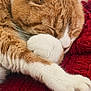 blanket, cat, close_up, cozy, cute, domestic_animal, feline, fur, ginger_cat, indoor, nap, paw_pads, pet, portrait, red_blanket, resting, sleeping, soft_texture, whiskers, white_paws