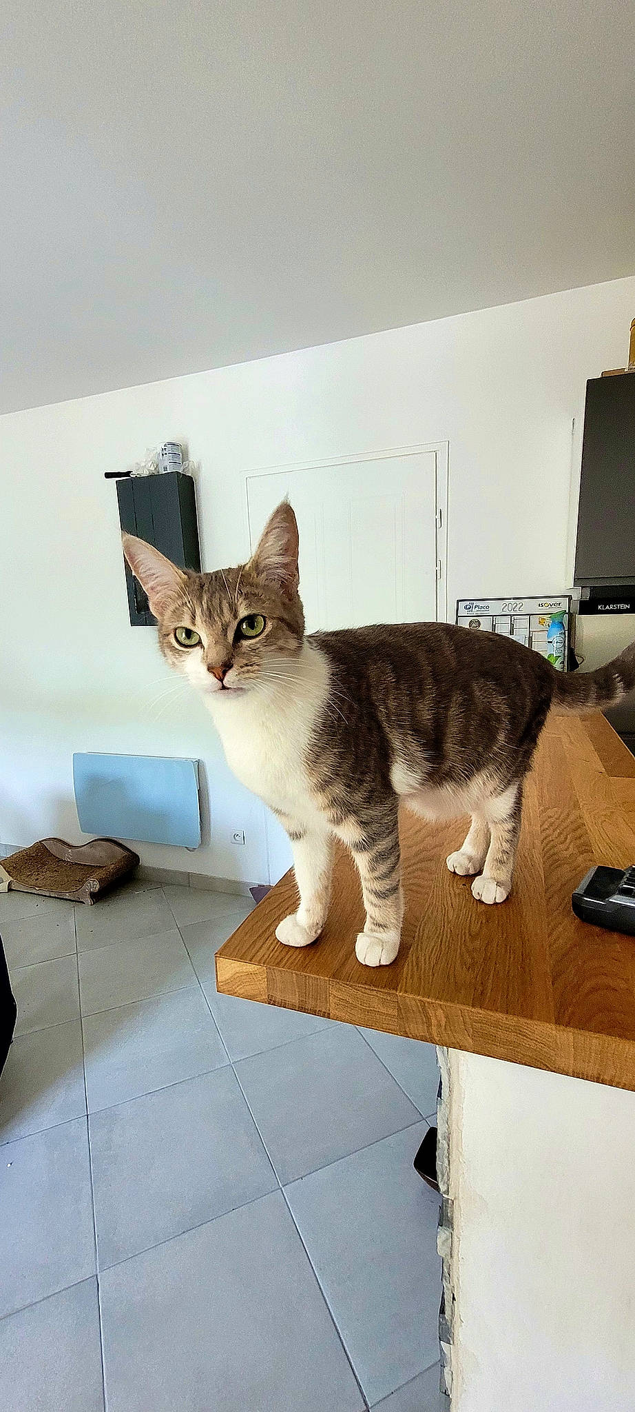 Sky a rejoint le concours — aidez-le/la à gagner de superbes lots ! box, carnivore, cat, computer_keyboard, computer_monitor, domestic_short_haired_cat, eye, felidae, floor, flooring, fur, led_backlit_lcd_display, paw, peripheral, pet_supply, small_to_medium_sized_cats, snout, table, tail, whiskers