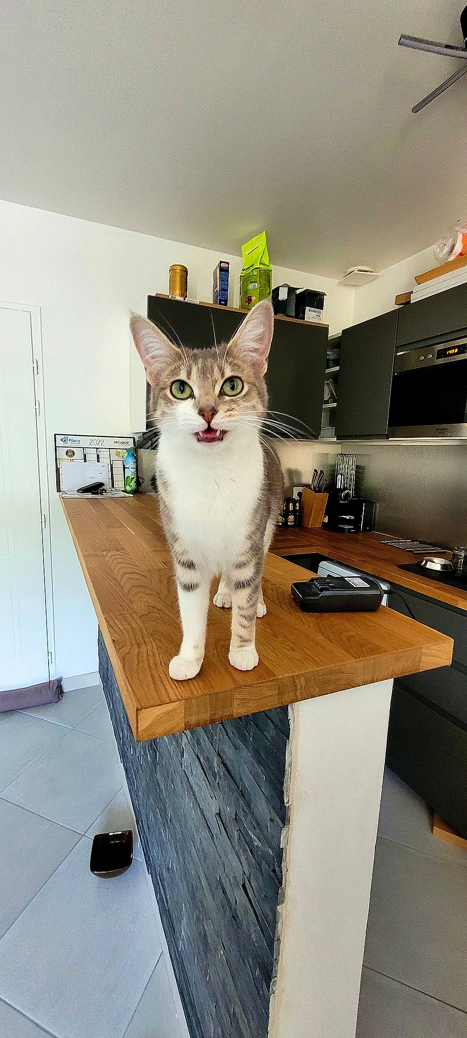 Sky participe au concours pour gagner de l'argent avec cette photo : carnivore, cat, comfort, domestic_short_haired_cat, felidae, floor, flooring, fur, furniture, hardwood, pet_supply, rectangle, room, shelf, small_to_medium_sized_cats, table, tail, television, whiskers, wood