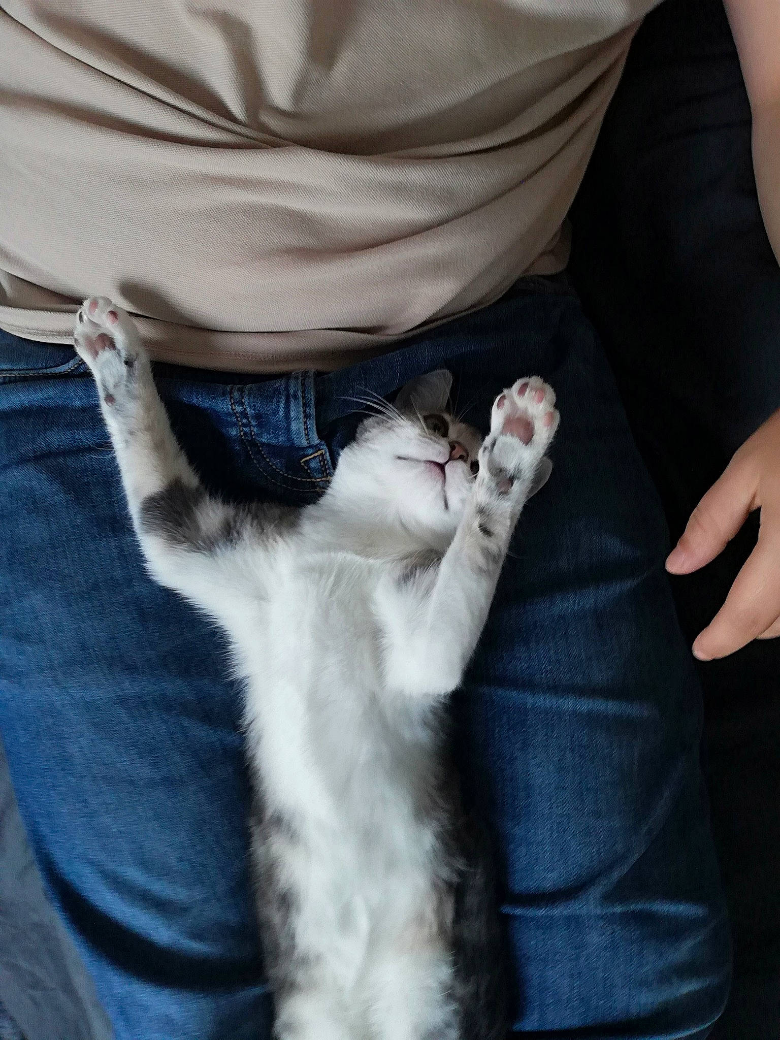 Sky a rejoint le concours — aidez-le/la à gagner de superbes lots ! carnivore, cat, comfort, denim, domestic_short_haired_cat, felidae, finger, fur, gesture, grey, hand, human_leg, nail, paw, sleeve, small_to_medium_sized_cats, tail, trunk, whiskers, wrist