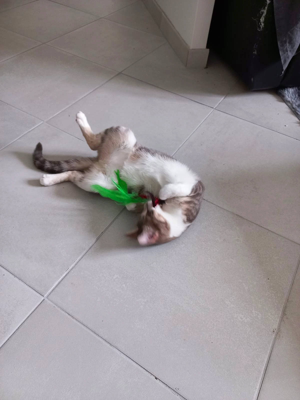 Sky a rejoint le concours — aidez-le/la à gagner de superbes lots ! canidae, carnivore, comfort, companion_dog, dog, dog_breed, fawn, felidae, floor, flooring, fur, hardwood, paw, small_to_medium_sized_cats, sporting_group, tail, tile, tile_flooring, wood, wood_flooring