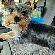 Sabastian joined the competition — help win amazing prizes! dog, yorkshire_terrier, small_dog, pet, canine, long_hair, fluffy, brown, gray, black, blue_bow, groomed, sitting, car, vehicle_interior, car_seat, portrait, close_up, outdoor_light, cute