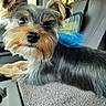dog, yorkshire_terrier, small_dog, pet, canine, long_hair, fluffy, brown, gray, black, blue_bow, groomed, sitting, car, vehicle_interior, car_seat, portrait, close_up, outdoor_light, cute