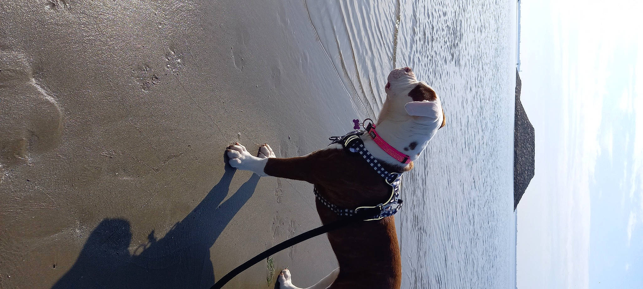 Téxane participe au concours pour gagner de l'argent avec cette photo : adventure, carnivore, collar, companion_dog, concrete, dog, dog_breed, dog_collar, fashion_accessory, fawn, lake, leash, pet_supply, recreation, rope, rope_rhythmic_gymnastics, shadow, tail, water, wood