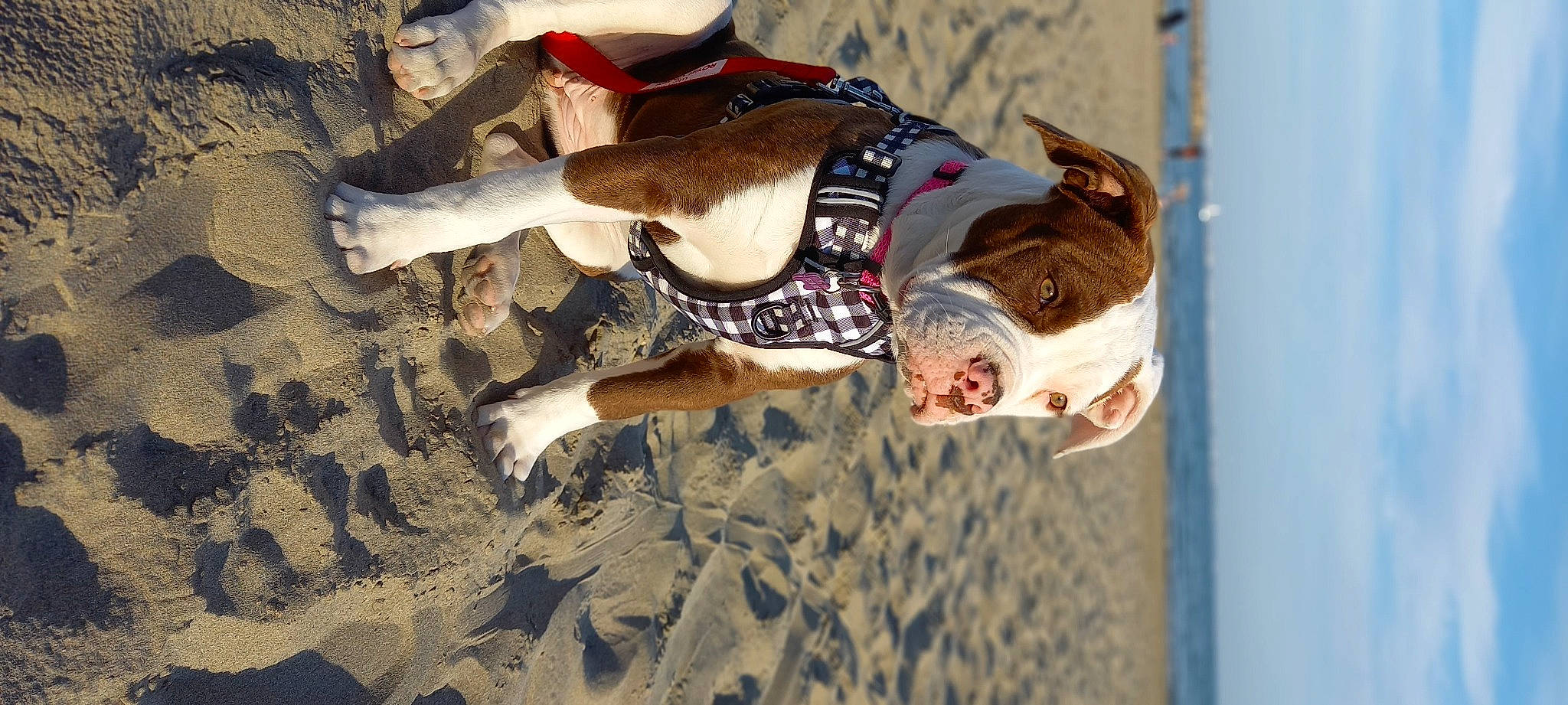 Téxane a rejoint le concours — aidez-le/la à gagner de superbes lots ! adventure, beach, canidae, eyewear, fun, happy, landscape, leisure, recreation, sand, shadow, soil, sporting_group, sunglasses, vacation, winter, wood