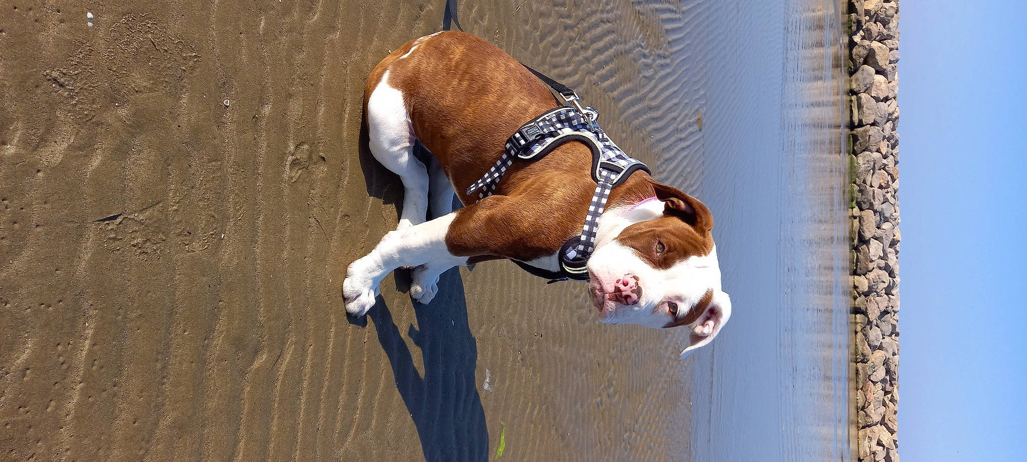 Téxane participe au concours pour gagner de l'argent avec cette photo : canidae, carnivore, collar, companion_dog, dog, dog_breed, dog_collar, dog_supply, fawn, hound, leash, liver, non_sporting_group, pet_supply, scent_hound, snout, sporting_group, tail, wood, working_animal