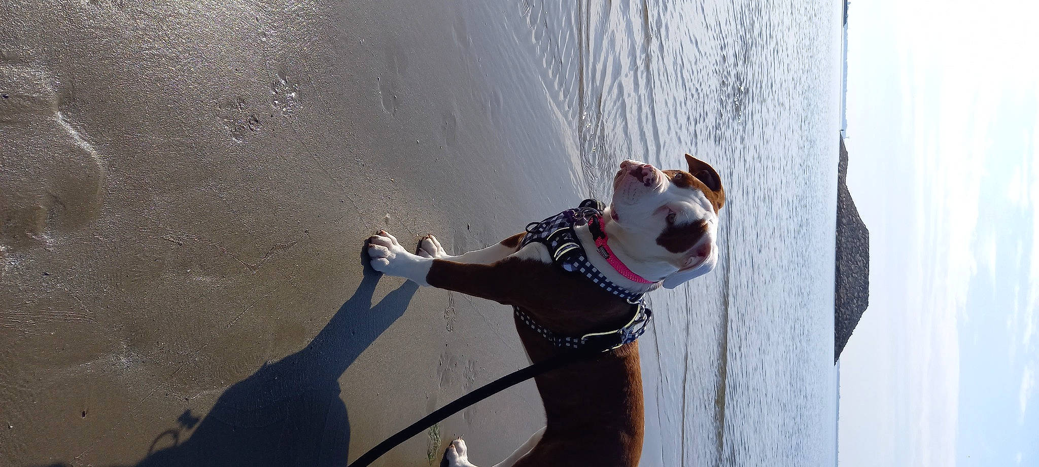 Téxane a rejoint le concours — aidez-le/la à gagner de superbes lots ! adventure, canidae, carnivore, collar, companion_dog, dog, dog_breed, dog_collar, eyewear, fashion_accessory, fawn, lake, leash, pet_supply, recreation, shadow, snout, sporting_group, tail, water