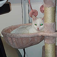 Juliet is registered to the contest to win money with this photo: animal, cat, cat_hammock, cord, cozy, cute, eyes, feline, fur, home, indoor, lamp, pet, pink, plush, relaxed, resting, scratching_post, wall, white_cat