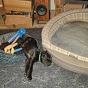 Domino is registered to the contest to win money with this photo: dog, black_dog, sleeping, pet_bed, dog_toys, octopus_toy, carpet, cardboard_boxes, speaker, indoor, collar, green_collar, resting, floor, empty_bed, plush_toy, relaxation, napping, home, cozy