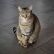 Malia participe au concours pour gagner de l'argent avec cette photo : cat, tabby, sitting, indoor, floor, tile, pet, animal, fur, whiskers, ears, paws, yellow_eyes, striped, domestic_cat, feline, portrait, alone, calm, looking