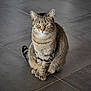 cat, tabby, sitting, indoor, floor, tile, pet, animal, fur, whiskers, ears, paws, yellow_eyes, striped, domestic_cat, feline, portrait, alone, calm, looking