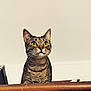 Malia participe au concours pour gagner de l'argent avec cette photo : cat, tabby, yellow_eyes, whiskers, pet, animal, curious, indoor, wooden_ledge, feline, domestic_cat, looking_up, ears_up, striped_fur, close_up, portrait, sitting, alert, house_pet, cute
