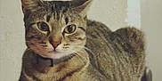 Malia a rejoint le concours — aidez-le/la à gagner de superbes lots ! cat, tabby, pet, animal, feline, ears, whiskers, collar, indoor, resting, curious, closeup, fur, striped, mammal, domestic, looking, face, paws, red_surface