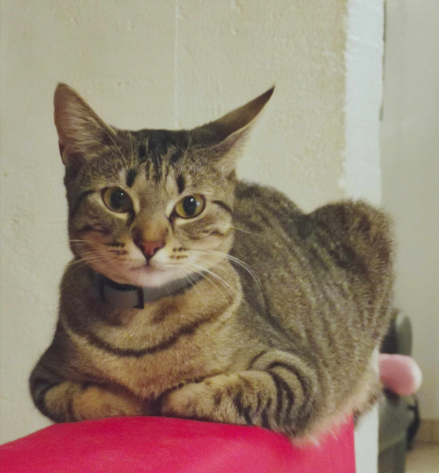 Malia a rejoint le concours — aidez-le/la à gagner de superbes lots ! cat, tabby, pet, animal, feline, ears, whiskers, collar, indoor, resting, curious, closeup, fur, striped, mammal, domestic, looking, face, paws, red_surface