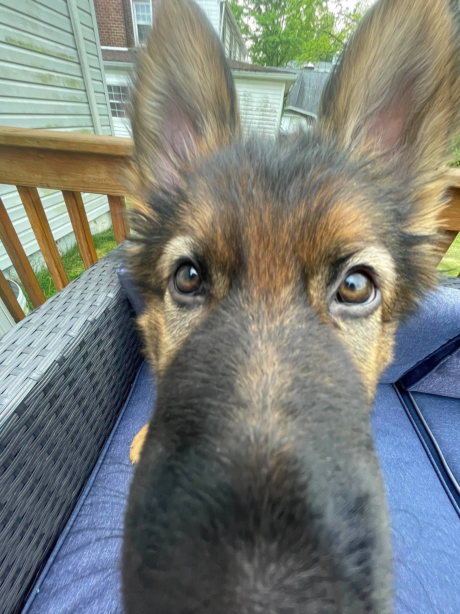 Echo joined the competition — help win amazing prizes! canidae, canis, carnivore, companion_dog, dog, dog_breed, east_european_shepherd, fawn, fur, german_shepherd_dog, herding_dog, jaw, king_shepherd, old_german_shepherd_dog, sporting_group, terrestrial_animal, whiskers, window, wood, working_dog