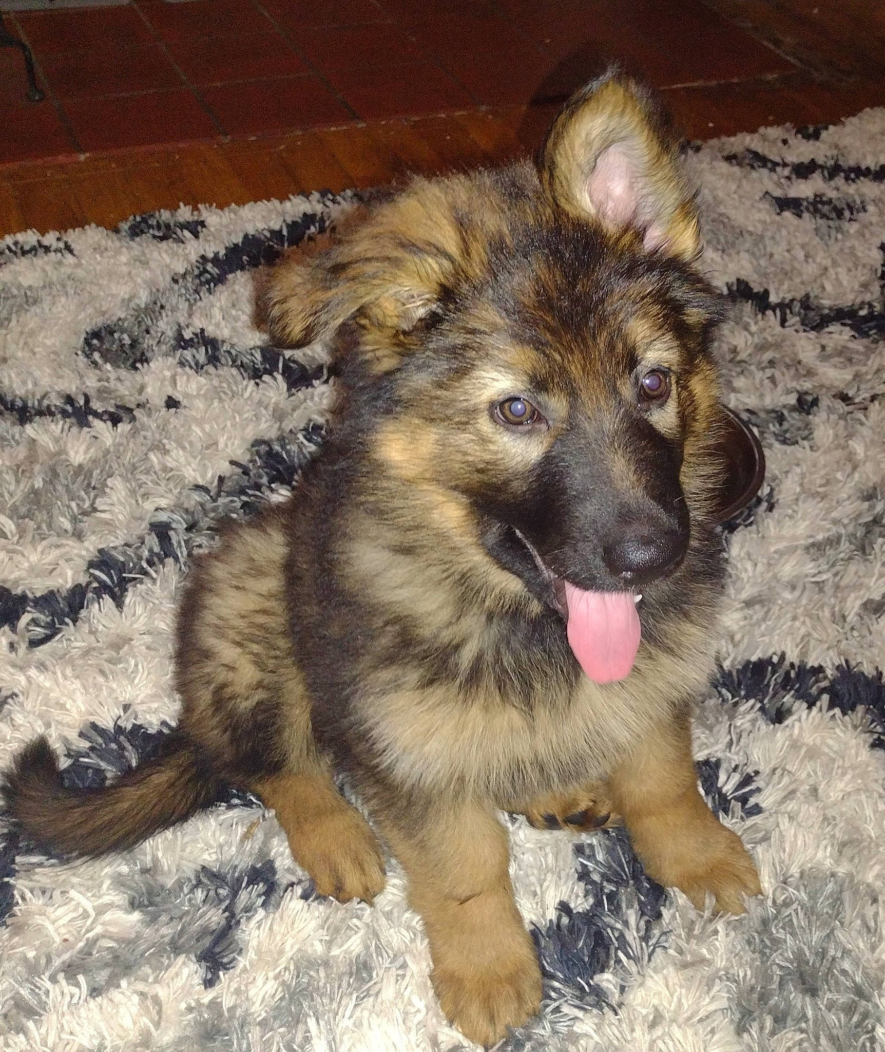 Echo is registered to the contest to win money with this photo: canidae, carnivore, companion_dog, dog, dog_breed, fawn, flooring, fur, herding_dog, king_shepherd, old_german_shepherd_dog, paw, snout, sporting_group, terrestrial_animal, working_dog