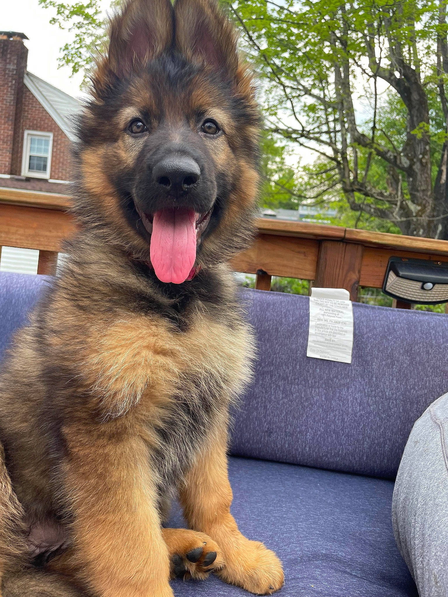 Echo joined the competition — help win amazing prizes! canidae, carnivore, companion_dog, dog, dog_breed, fawn, fur, german_shepherd_dog, giant_dog_breed, jaw, old_german_shepherd_dog, sky, snout, sporting_group, tail, terrestrial_animal, tree, window, working_animal, working_dog