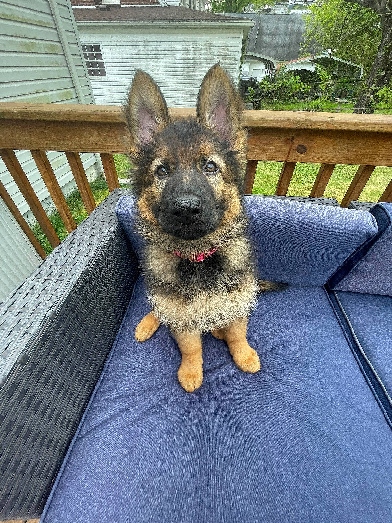Echo joined the competition — help win amazing prizes! canidae, carnivore, companion_dog, dog, dog_breed, east_european_shepherd, fawn, fence, german_shepherd_dog, herding_dog, king_shepherd, old_german_shepherd_dog, outdoor_furniture, plant, snout, sporting_group, terrestrial_animal, wood, working_animal, working_dog
