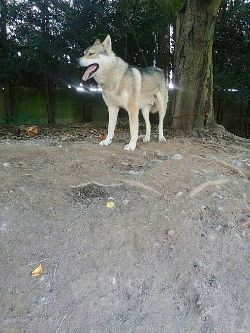 Mougly participe au concours pour gagner de l'argent avec cette photo : berger_blanc_suisse, canaan_dog, canidae, carnivore, czechoslovakian_wolfdog, dog, dog_breed, east_siberian_laika, greenland_dog, kintamani, korean_jindo_dog, mammal, norwegian_buhund, pungsan_dog, saarloos_wolfdog, siberian_husky, vertebrate, west_siberian_laika, white_shepherd, wolfdog