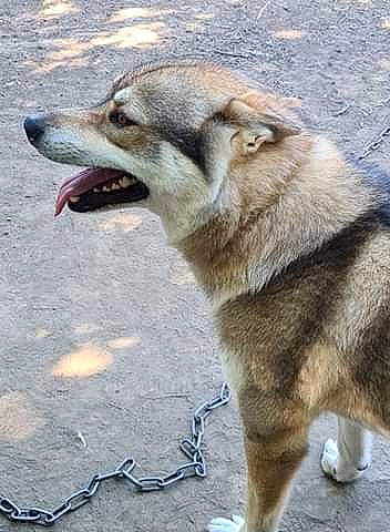 Mougly a rejoint le concours — aidez-le/la à gagner de superbes lots ! alaskan_malamute, canidae, carnivore, czechoslovakian_wolfdog, dog, dog_breed, east_siberian_laika, greenland_dog, jamthund, mammal, native_american_indian_dog, northern_inuit_dog, norwegian_elkhound, saarloos_wolfdog, seppala_siberian_sleddog, siberian_husky, snout, tamaskan_dog, vertebrate, wolfdog