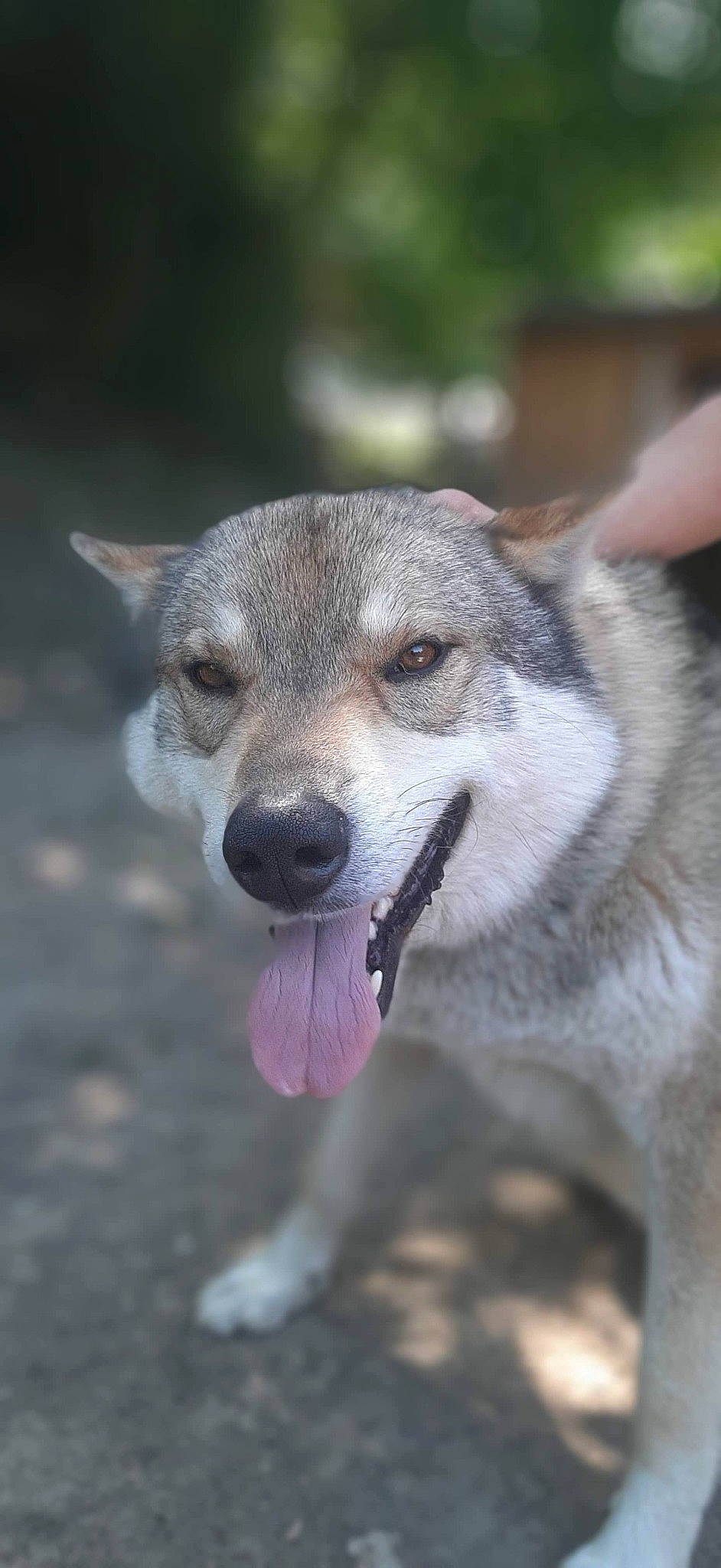 Mougly a rejoint le concours — aidez-le/la à gagner de superbes lots ! canidae, canis, carnivore, czechoslovakian_wolfdog, dog, dog_breed, east_siberian_laika, jamthund, mammal, northern_inuit_dog, rare_breed_dog, saarloos_wolfdog, shikoku, siberian_husky, snout, swedish_vallhund, tamaskan_dog, vertebrate, wolf, wolfdog