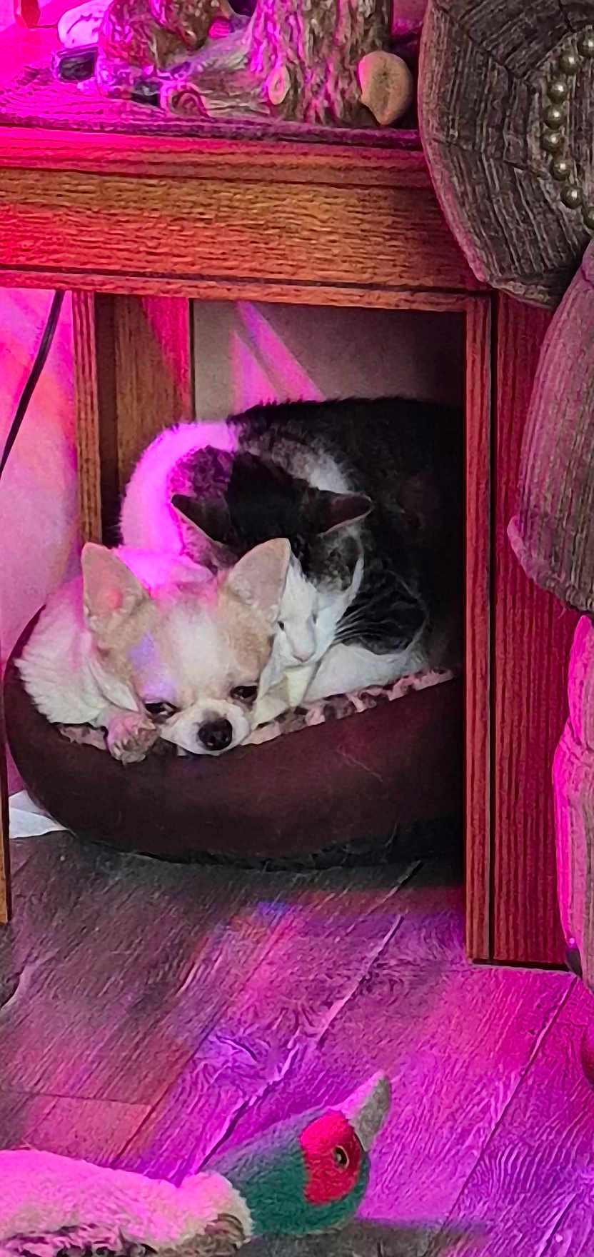 Dog Sammy Cat Jinx joined the competition — help win amazing prizes! animal, cat, companion, cozy, cute, dog, domestic, furniture, indoor, lighting, pet_bed, pink_light, plush_toy, purple_light, resting, small_dog, snuggling, tabby_cat, wooden_floor, wooden_table