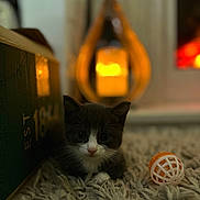Milo is registered to the contest to win money with this photo: kitten, cat, tuxedo_cat, toy_ball, rug, box, lantern, warm_light, indoor, pet, animal, cute, small, fur, whiskers, front_paws, cozy, shadow, soft_light, curious
