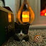 kitten, cat, tuxedo_cat, toy_ball, rug, box, lantern, warm_light, indoor, pet, animal, cute, small, fur, whiskers, front_paws, cozy, shadow, soft_light, curious