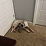 dog, indoor, carpet, white_door, gray_wall, corner, resting, spotted_dog, pet, collar, flooring, quiet, home, animal, canine, relaxed, four_legs, ears, tail, domestic