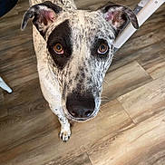 Rocky joined the competition — help win amazing prizes! dog, speckled_fur, brown_eyes, looking_up, indoor, wooden_floor, ears, pet, canine, curious, animal, domestic, standing, flooring, close_up, fur_pattern, attention, companion, household, friendly