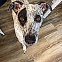 dog, speckled_fur, brown_eyes, looking_up, indoor, wooden_floor, ears, pet, canine, curious, animal, domestic, standing, flooring, close_up, fur_pattern, attention, companion, household, friendly