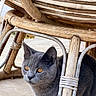 King B participe au concours pour gagner de l'argent avec cette photo : amber_eyes, animal, cat, domestic_animal, ears, fur, furniture, gray_cat, natural_light, outdoor, patio, pet, portrait, rattan, rustic, sitting, under_chair, whiskers, wicker_chair, wood