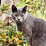 animal, cat, feline, foliage, fur, garden, golden_eyes, gray_cat, greenery, leaves, nature, outdoor, pet, plants, portrait, sitting, tree, trunk, vertical_photo, whiskers