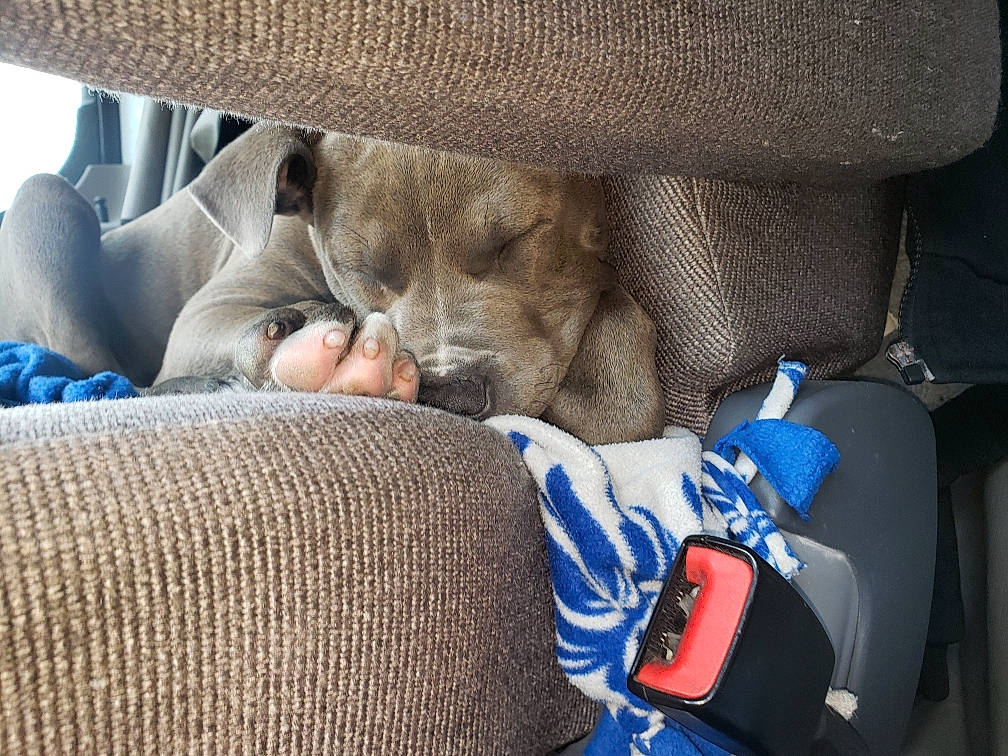 Sarge is registered to the contest to win money with this photo: boston_terrier, canidae, carnivore, comfort, companion_dog, dog, dog_breed, fawn, nap, non_sporting_group, puppy, sporting_group, toy_dog, weimaraner