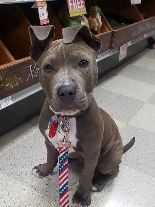 Sarge joined the competition — help win amazing prizes! american_pit_bull_terrier, american_staffordshire_terrier, bull_and_terrier, canidae, carnivore, companion_dog, dog, dog_breed, fawn, mammal, non_sporting_group, old_english_terrier, pit_bull, puppy, rare_breed_dog, snout, staffordshire_bull_terrier, terrier, thai_ridgeback, vertebrate