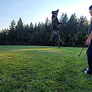 Oso is registered to the contest to win money with this photo: activity, ball, boy, casual, child, dog, field, fun, grass, jumping, leisure, nature, outdoor, park, pet, playing, sport, summer, sunlight, trees