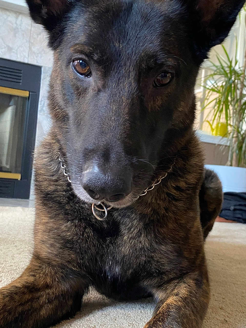 Oso is registered to the contest to win money with this photo: animal, black, brindle_coat, brown, canine, carpet, chain, close_up, collar, dog, ears, eyes, fireplace, fur, indoor, lying_down, nose, pet, plant, portrait