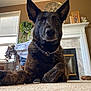 Oso is registered to the contest to win money with this photo: animal, brindle_coat, brown_wall, canine, carpet, casual, chain_collar, clock, decor, dog, fireplace, furniture, home, indoor, living_room, pet, plant, portrait, relaxed, window
