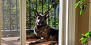 Oso joined the competition — help win amazing prizes! alert, canine, collar, daylight, dog, domestic_animal, doorway, greenery, nature, outdoor, pet, plant, porch, railing, relaxed, resting, shadow, sunlight, tree, wooden_floor
