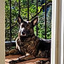 alert, canine, collar, daylight, dog, domestic_animal, doorway, greenery, nature, outdoor, pet, plant, porch, railing, relaxed, resting, shadow, sunlight, tree, wooden_floor